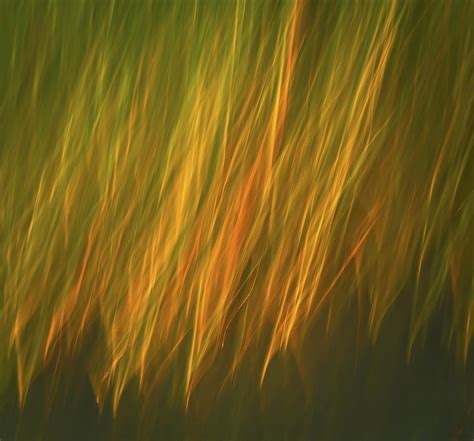 Coastal Grass Photograph By David Kay Fine Art America