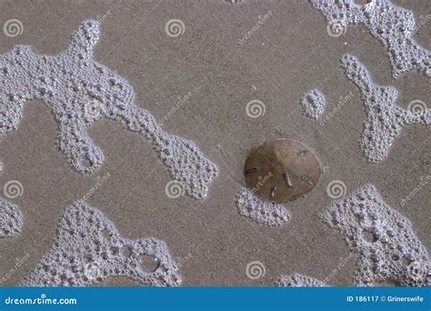 Sand Dollar On The Beach Stock Image Image Of Shells Ocean 186117
