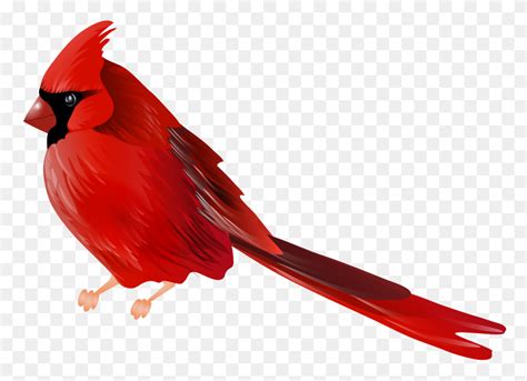 Cardinal Bird Clip Art Red Bird Png Stunning Free Transparent Png