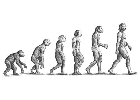 Steven Noble Illustrations Human Evolution