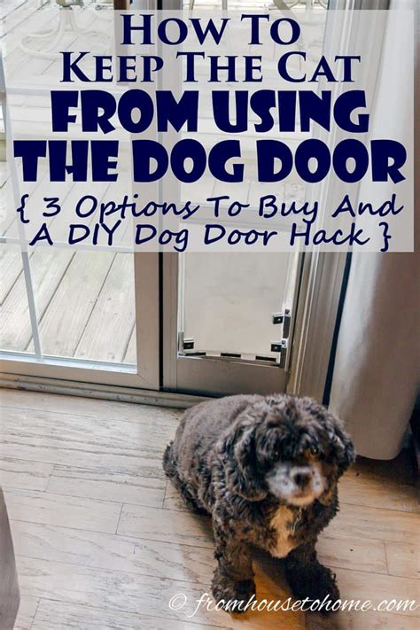 It is much easier to keep a conversation going if you talk about something that interests both parties. How To Keep The Cat From Using The Dog Door