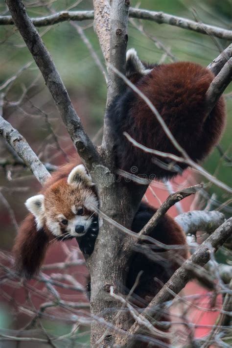 Two Red Pandas On A Tree Stock Photo Image Of Wild 136178032