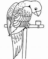 Parrot Coloring Printable sketch template