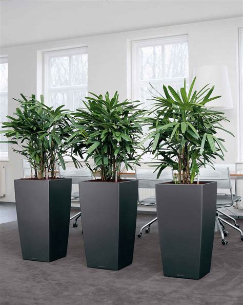 Images Of Live Office Plant Displays Office Landscapes