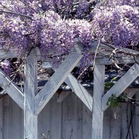17 Best Images About Growing Wisteria On Pinterest Wisteria Wisteria