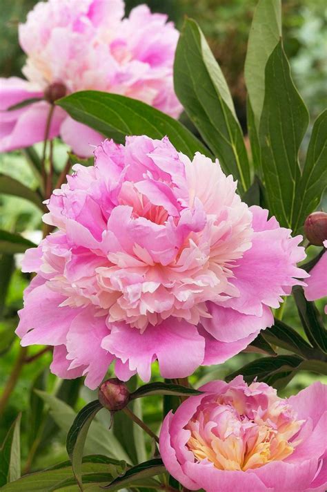 How To Grow Peonies In The South Longfield Gardens
