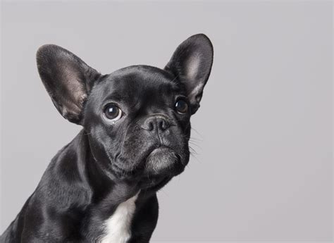 Here is the 1 you have been looking for! French Bulldog is NYC's top dog breed — of course - NY ...