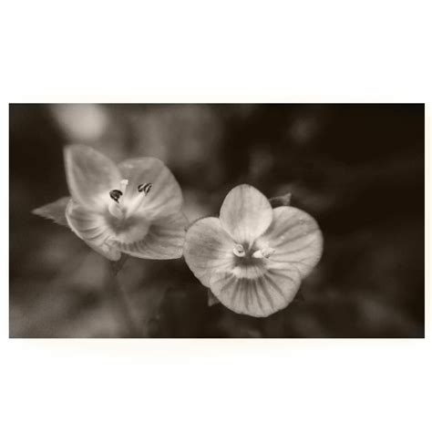 Monochrome Flower Sepia Image By Susannahenrich