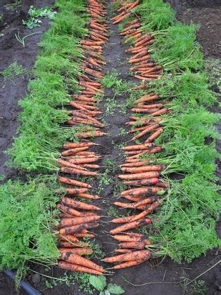 Как вырастить морковь: Выращивание моркови. Секреты посадки и ухода за ...