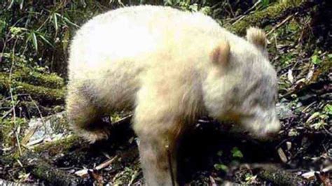 Panda Gigante Albino Avvistato In Cina è Lunico Esemplare Vivente Video