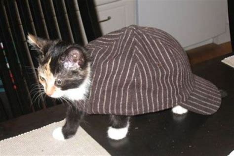 Cat Friday Cats In Hats Bloglander