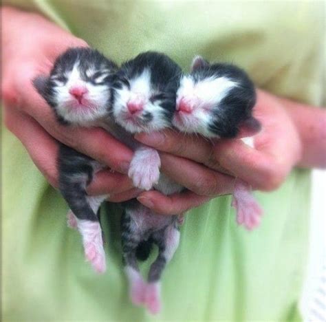 15 Extremely Cute Newborn Kittens We Just Had To Share In 2020 Cute