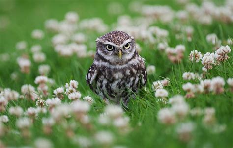 Spring Owls Wallpapers Wallpaper Cave