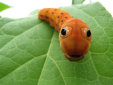 Caterpillar Smile Aww
