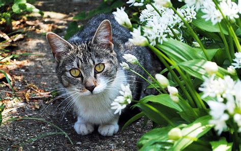 Flower pots are the best hiding place! A Complete Guide To Plants Cats Are Allergic To