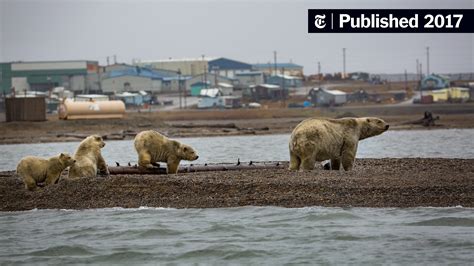 Human Driven Global Warming Is Biggest Threat To Polar Bears Report Says The New York Times