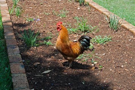 Red Rooster In A Garden Free Stock Photo Public Domain Pictures