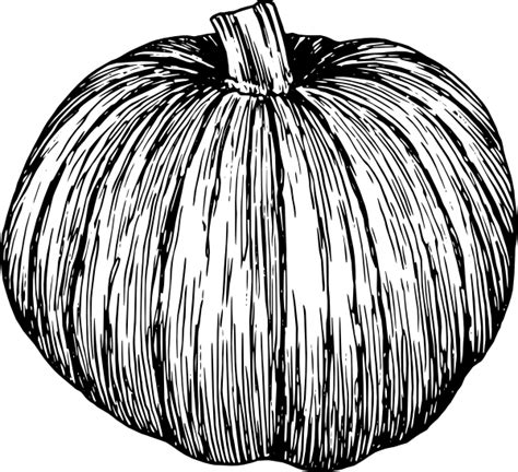 Free Pumpkin Line Drawing, Download Free Pumpkin Line Drawing png