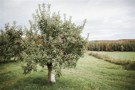 Virgo Aug 23 Sept 22 Apple Orchards Best Fall