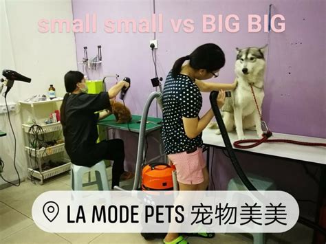 Pacific place ara damansara ⭐ , malaysia, petaling jaya, jalan pju 1a/4, ara damansara: Let these Pet Grooming Service Centers in Kuala Lumpur and ...