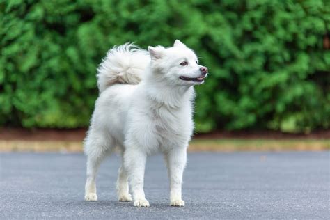 American Eskimo Dog Breed Information Pictures Characteristics