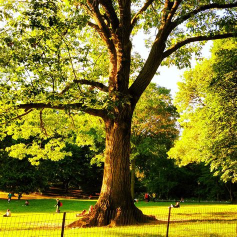 Central Park Tree Photograph By Kathleen Anderle Pixels
