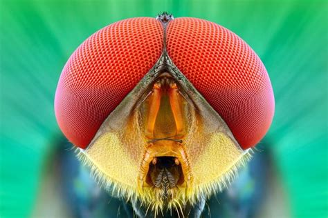 Magazine In Your Face Extreme Close Ups Of Insects Insect Eyes