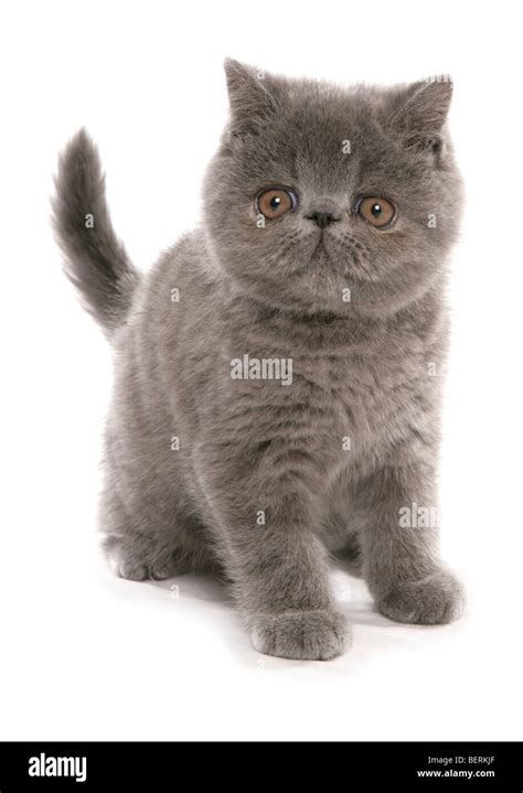 Blue Exotic Shorthair Kitten Portrait In A Studio Stock Photo Alamy