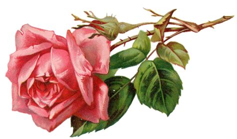 Vintage Rose Clip Art Clip Art Library