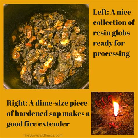 Check spelling or type a new query. 16 Uses of Sticky Pine Sap for Wilderness Survival and ...
