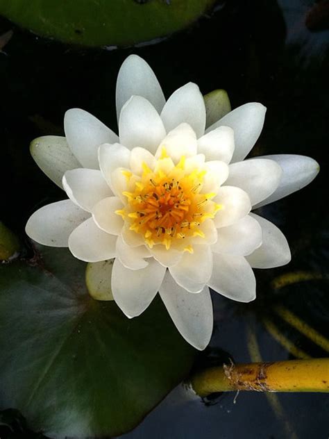 White Water Lily Flower Meaning Best Flower Site