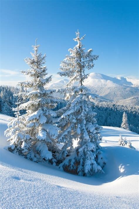 Winter Rime And Snow Covered Fir Trees On Mountainside Carpathian
