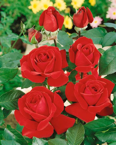 Rosa ´mr Lincoln´ Růže čajohybrid Tmavě červená Keř Bk