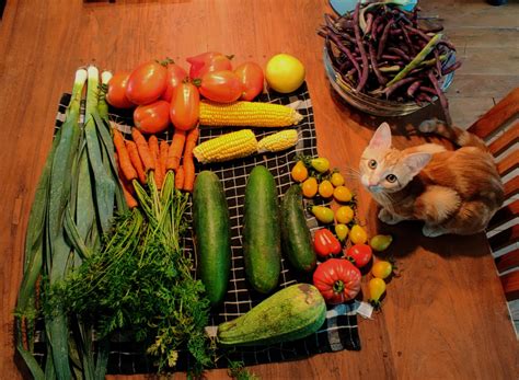 Today's yield. The catfruit I harvested at an earlier date. That one