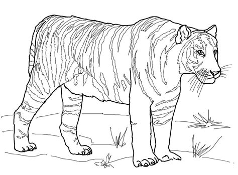 Bengal Tiger Coloring Page Colouringpages