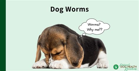 Symptoms And Types Of Dog Worms Get Rid Of Worms Naturally