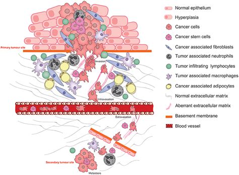 Frontiers The Role Of The Extracellular Matrix And Its Molecular And
