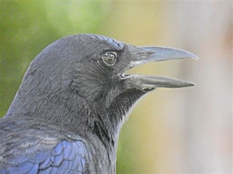 A Crow Up Close Smithsonian Photo Contest Smithsonian Magazine