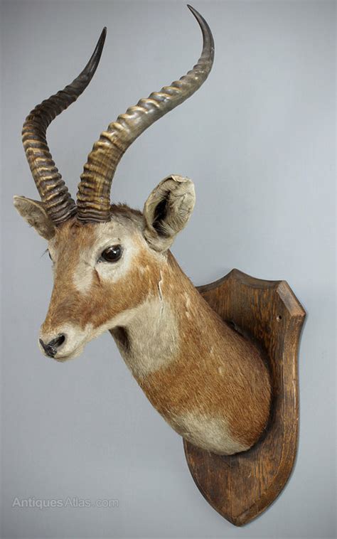 Antiques Atlas Mounted Antelope Head C1910