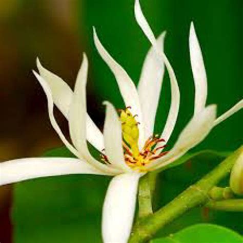 0 results for michelia alba seeds. Michelia alba | Wholesale Nursery - Nurseries in Melbourne ...