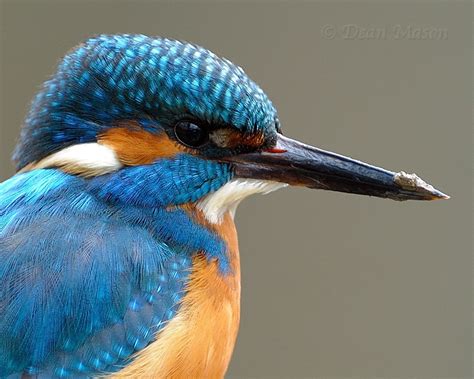 Kingfisher Portrait By Dean Mason On 500px Aves