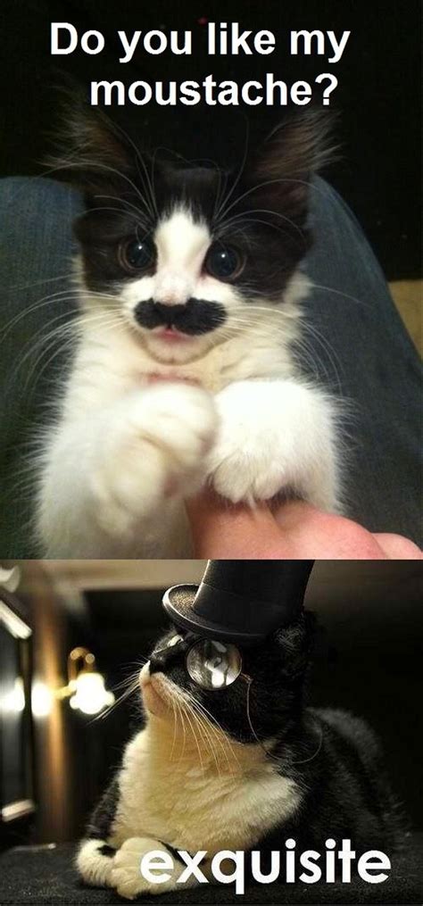 It's a beautiful day to enjoy some fresh cat memes in honor of our day of the week. 40 All-time Funny Cat Memes Ever On The Internet