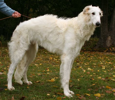 Small dog breeds with long hair include shih tzu their hue is blonde or brown for most of them, with unique breeds having a white and black hair color. Borzoi Dog Info, Mixes, Temperament, Training, Puppies ...