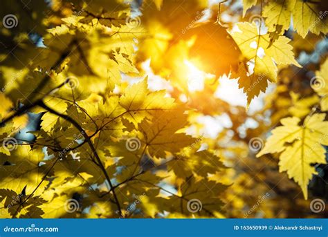 Yellow Maple Leaves Glow In The Sun Close Up Sunny Autumn Day