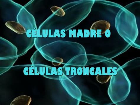 Que Son Las Celulas Madres O Troncales Consejos Celulares