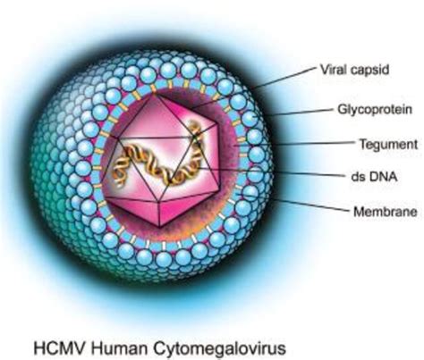Towards Understanding Of Human Cytomegalovirus In Glioblastoma