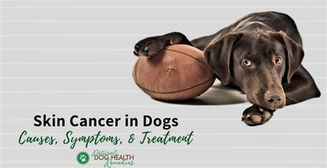 Are Tumors Common In Dogs