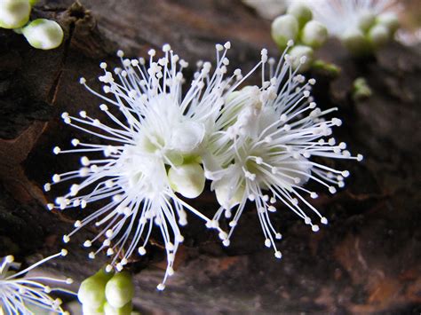There are branches that have come out all over the bottom of this 6 ft tree. Real Monstrosities: Jabuticaba