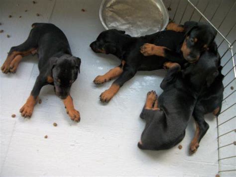 The cropped & docked doberman puppies and supplied to london come with an pet passport, export pedigree, intra trade animal health certificate before sale.you can be completely confident that your puppy has been legally imported, has been fully vet checked, and is from the best doberman. akc doberman pincher puppies warlock black tan for Sale in ...
