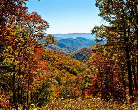 Trees And Landscape In Autumn In Great Smoky Mountains National Park